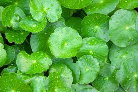 Shop natural ingredients cica - centella asiatica based Korean skincare products at luxifice.com
